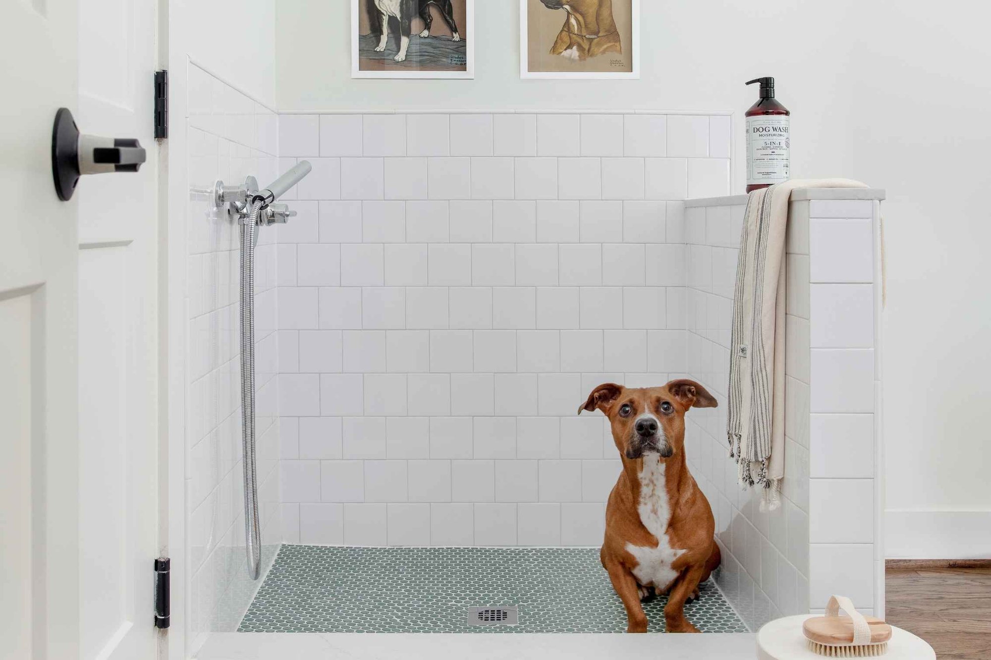 Dog Shower with Dog in Shower